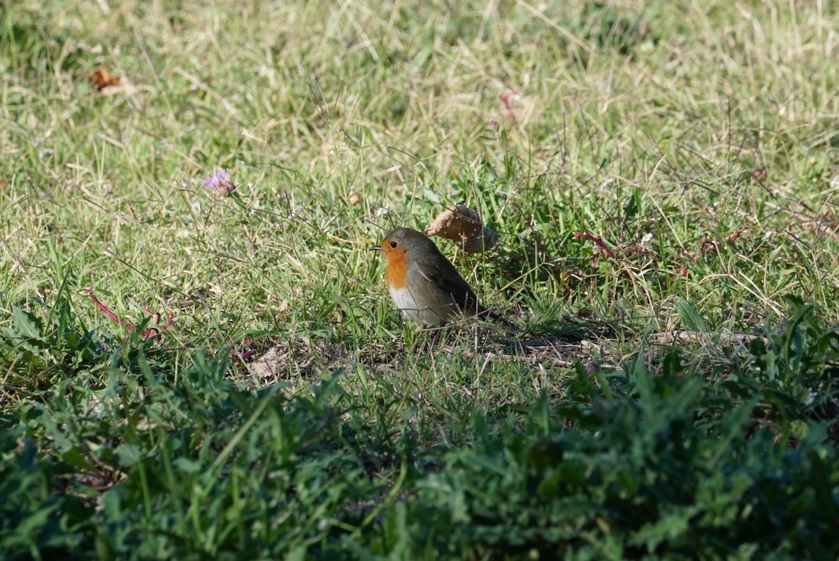 European Robin - ML645855106