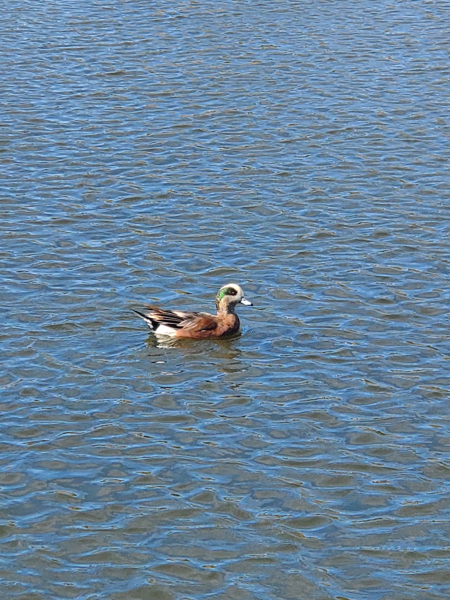 American Wigeon - ML645855107