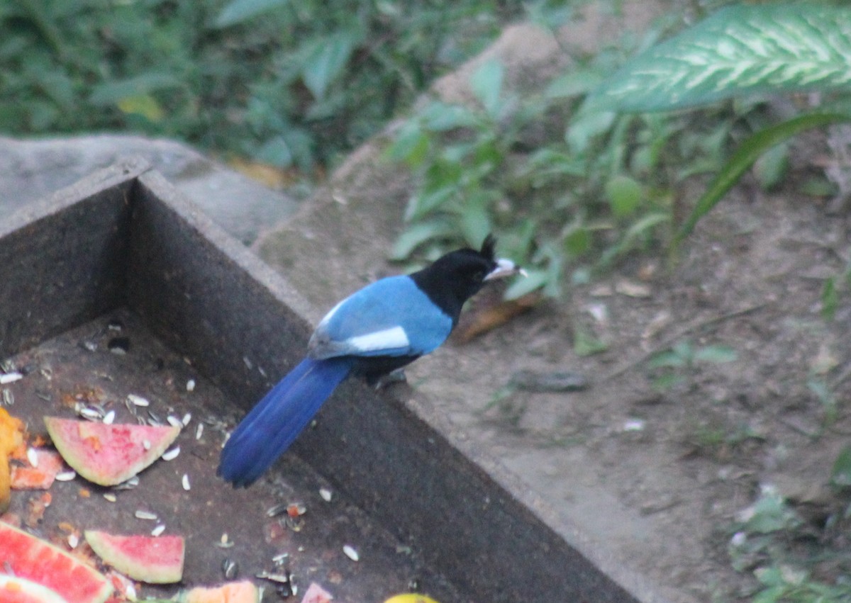 San Blas Jay - ML645855109