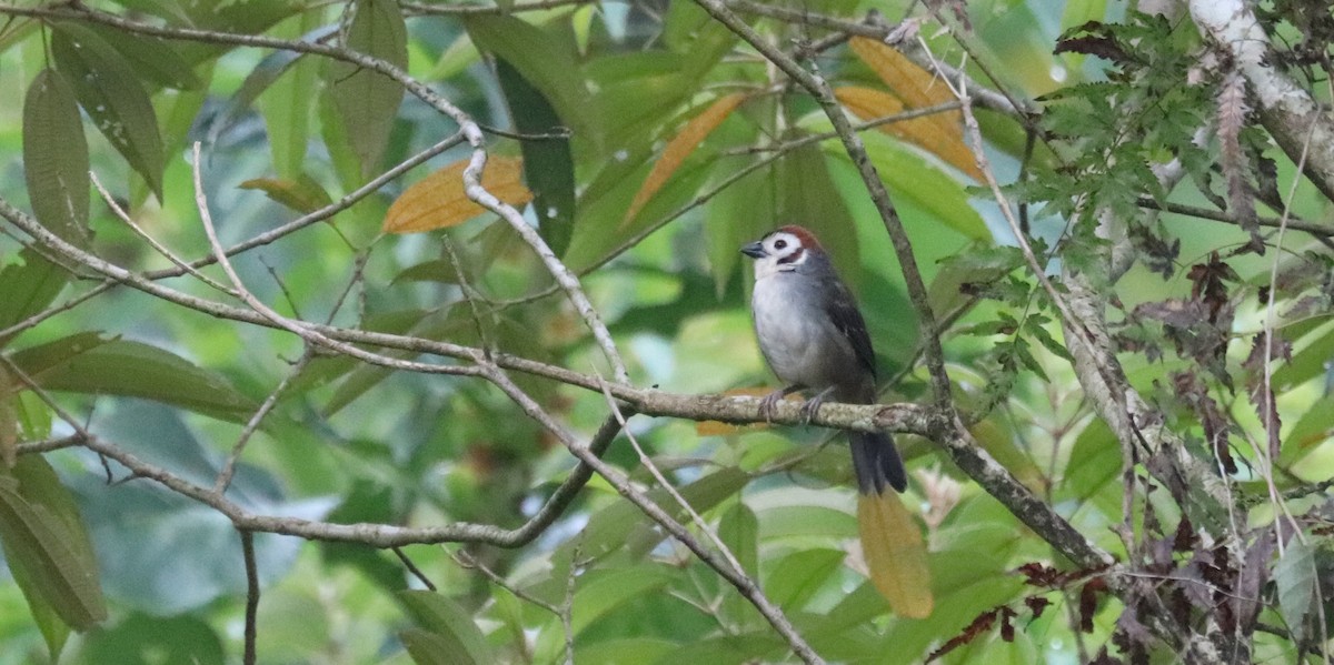 White-faced Ground-Sparrow - ML645855113