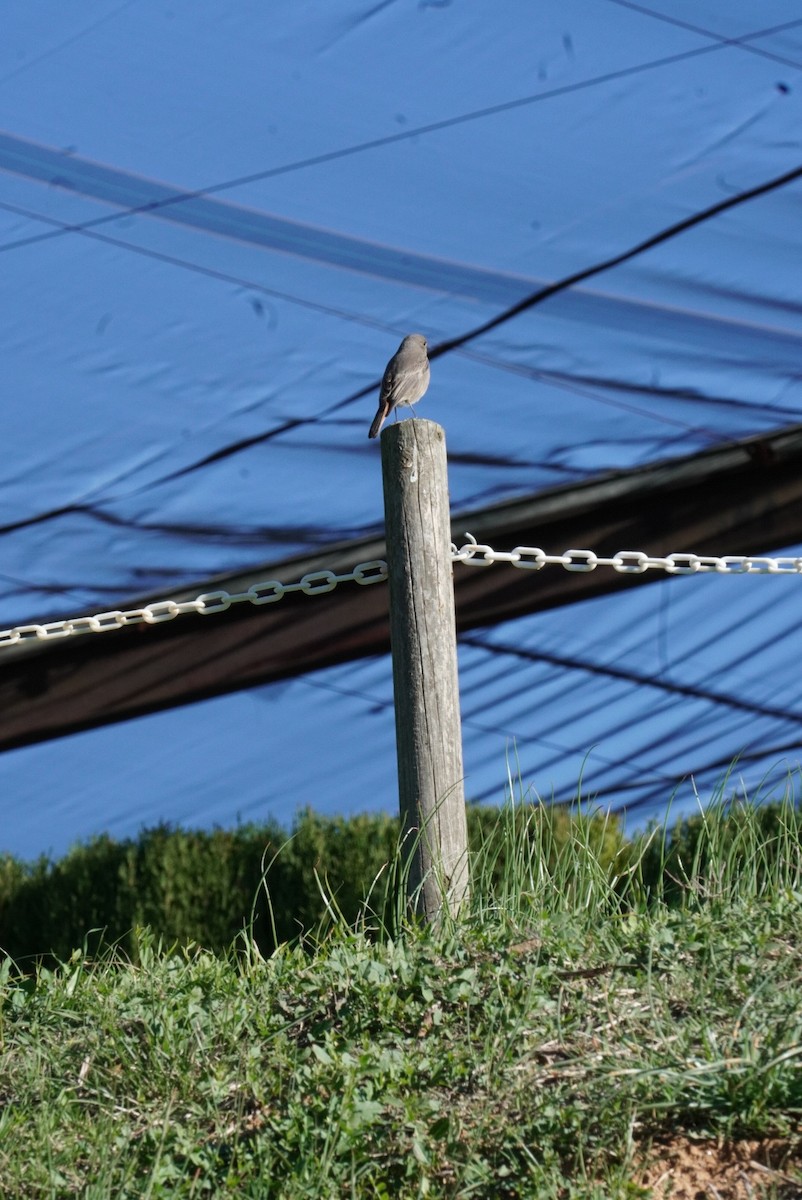 Black Redstart - ML645855115