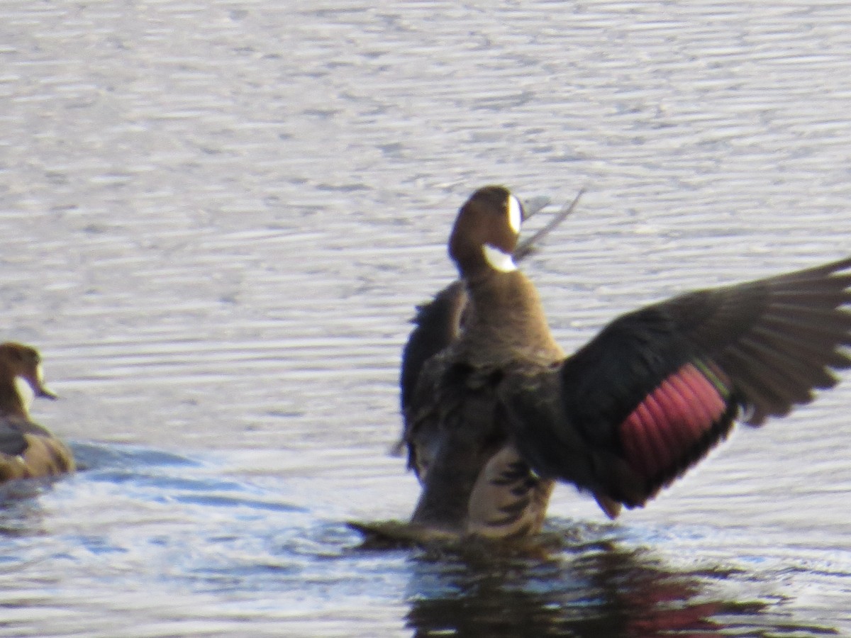 Spectacled Duck - ML645855118