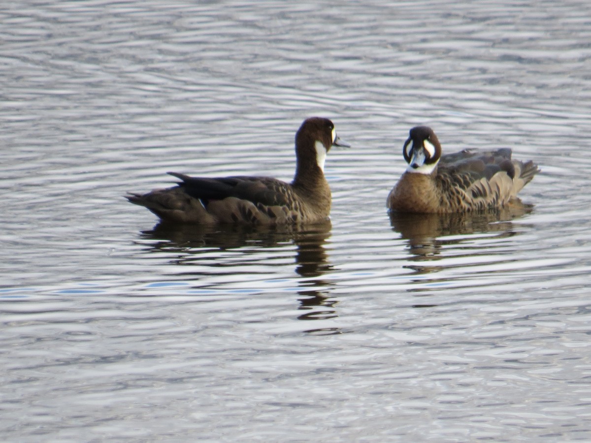 Spectacled Duck - ML645855119