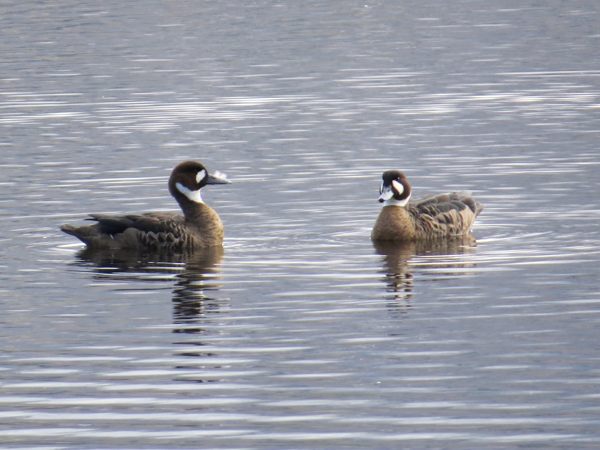 Spectacled Duck - ML645855120