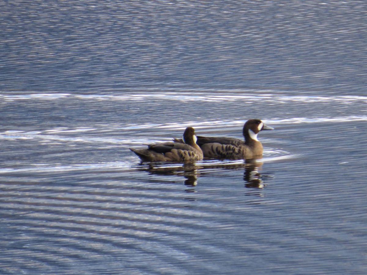 Spectacled Duck - ML645855121