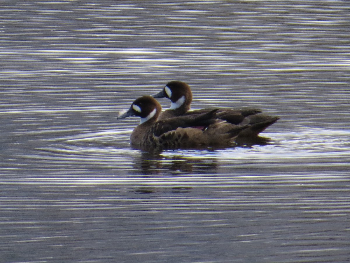 Spectacled Duck - ML645855122