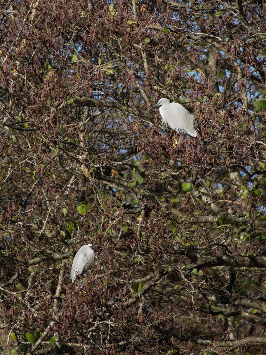 Aigrette garzette - ML645855124