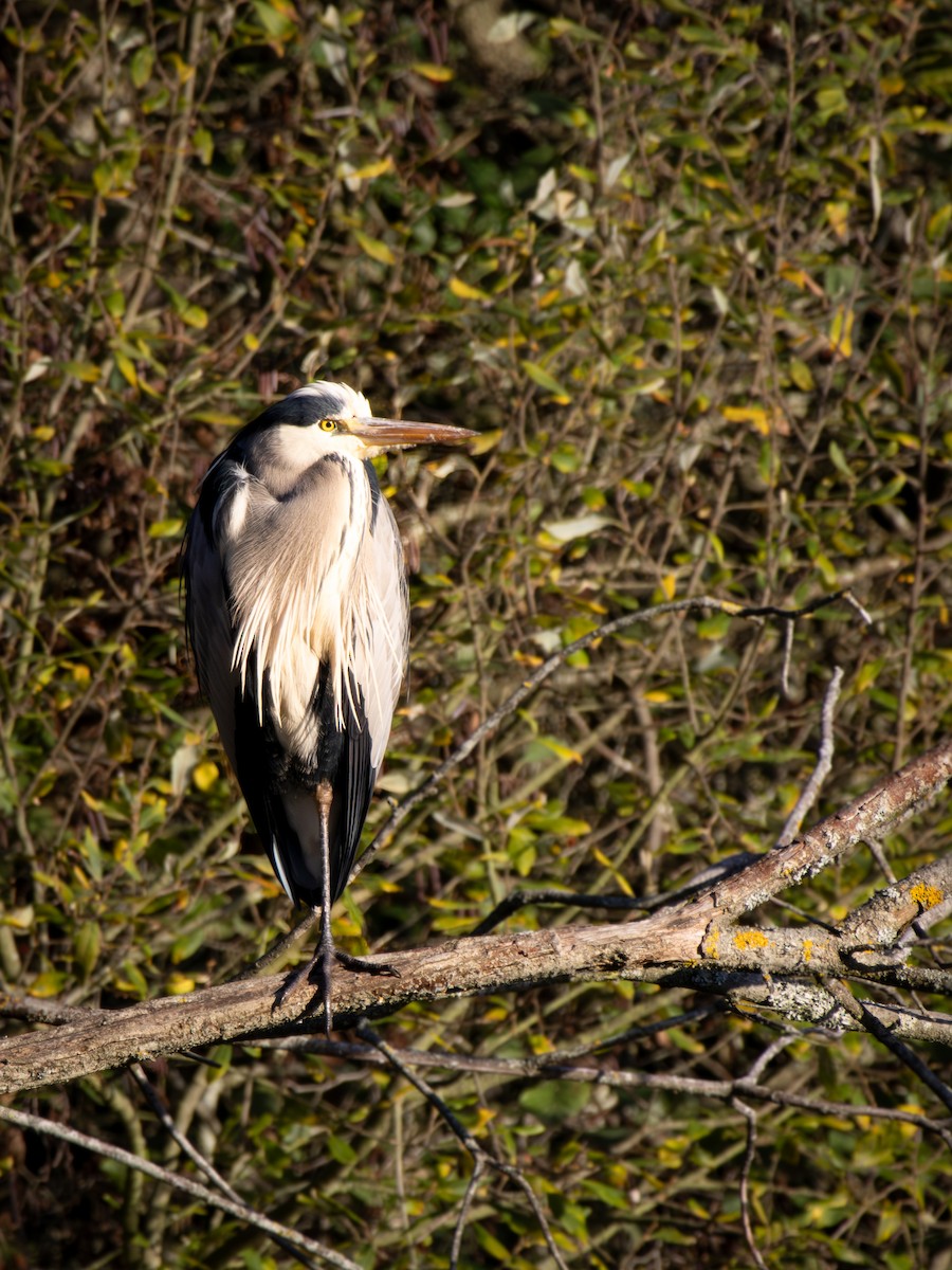 Graureiher - ML645855125