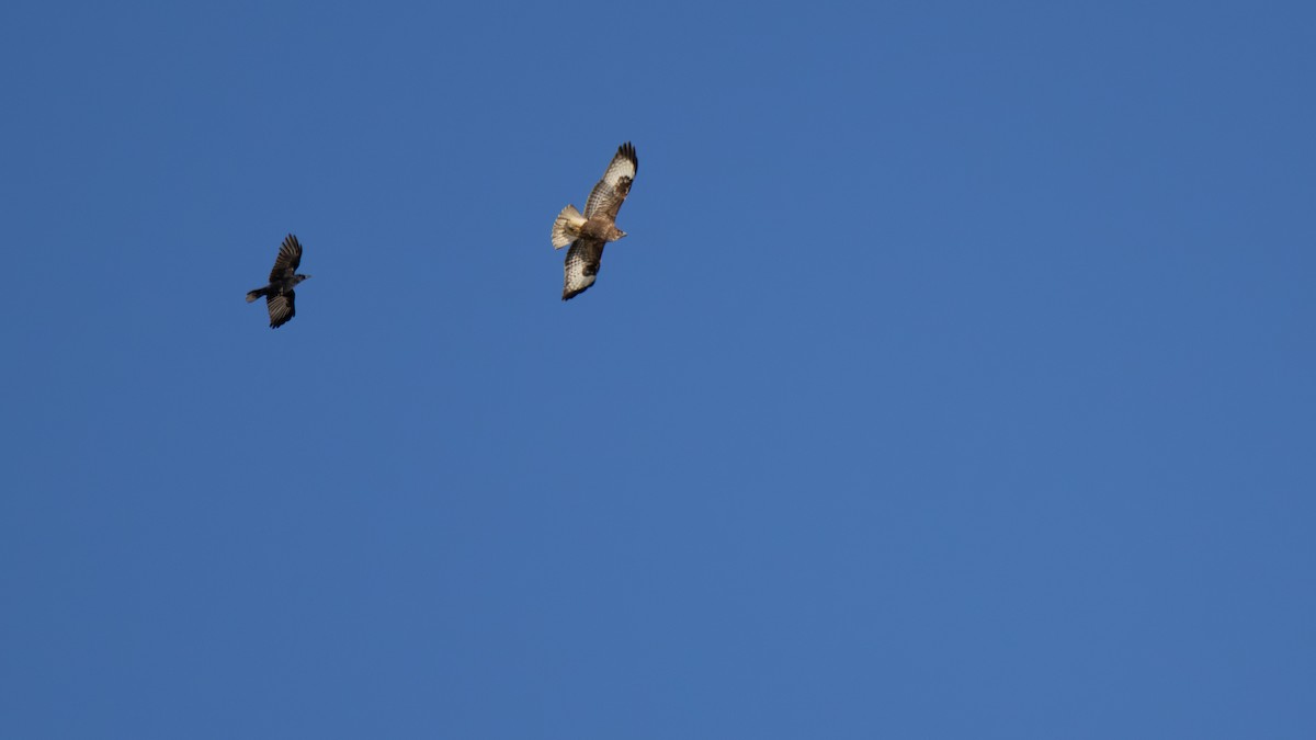 Mäusebussard - ML645855130