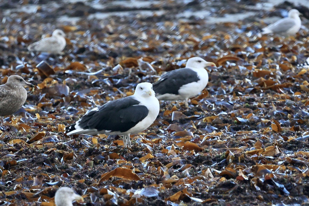 Great Black-backed Gull - ML645855131