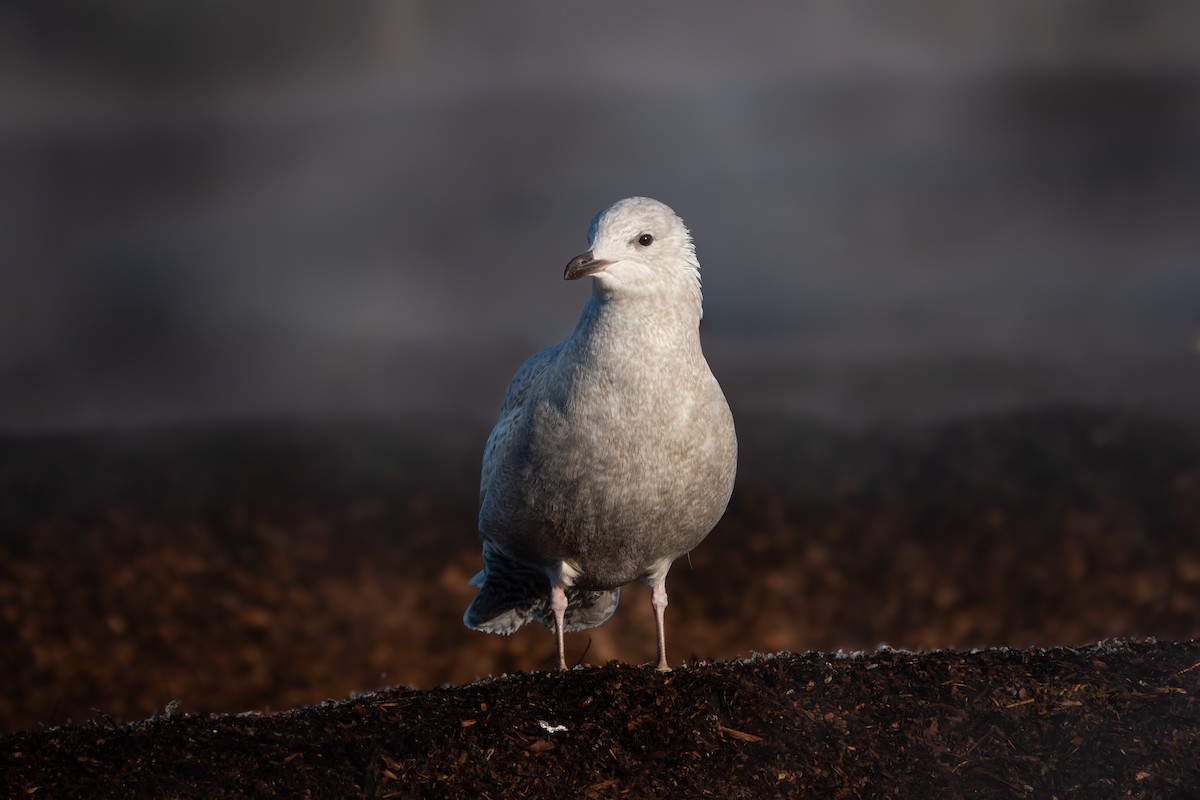Iceland Gull - ML645855135