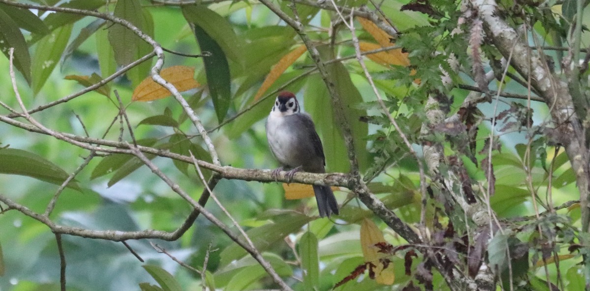 White-faced Ground-Sparrow - ML645855139