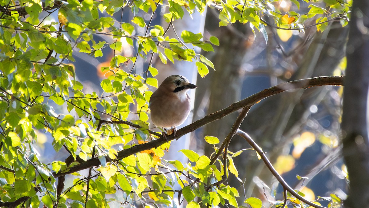 Eichelhäher - ML645855141