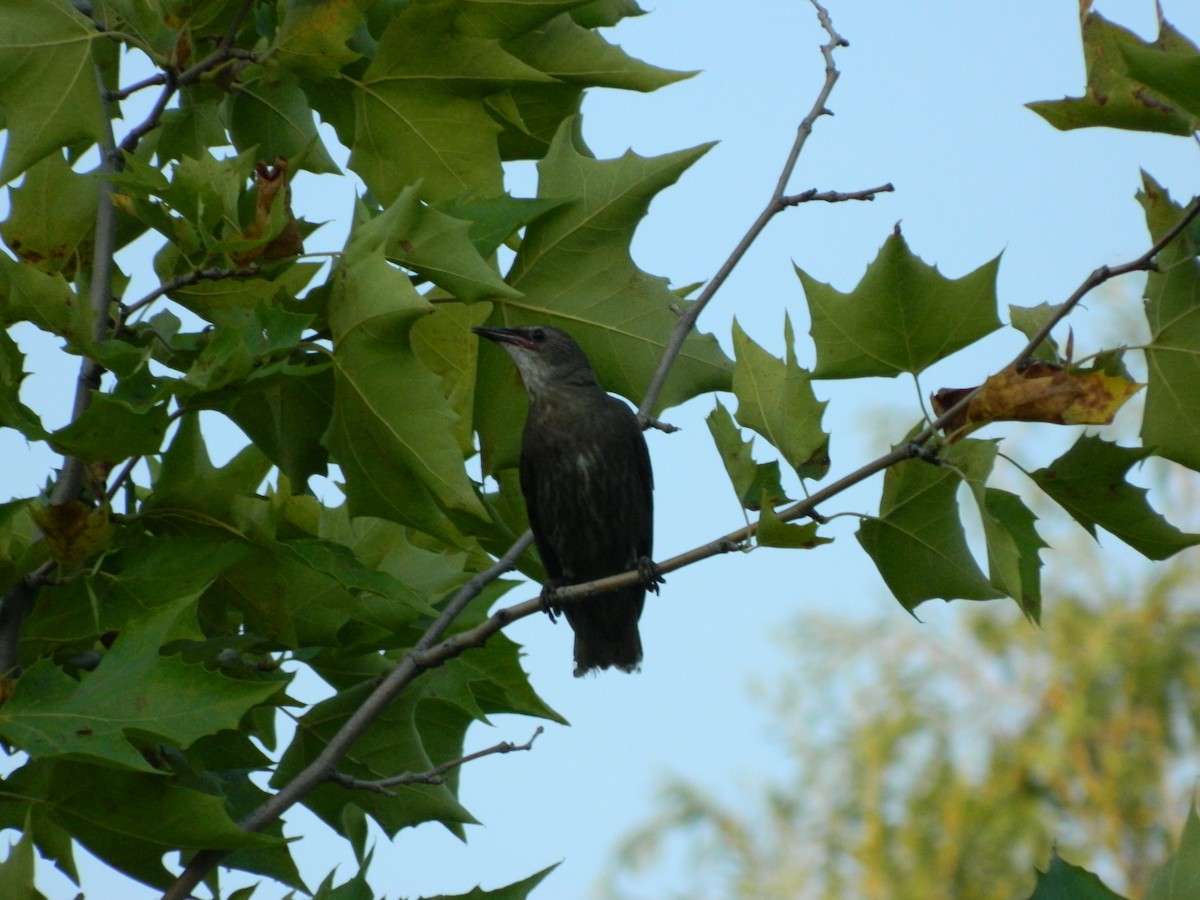 European Starling - ML645855142