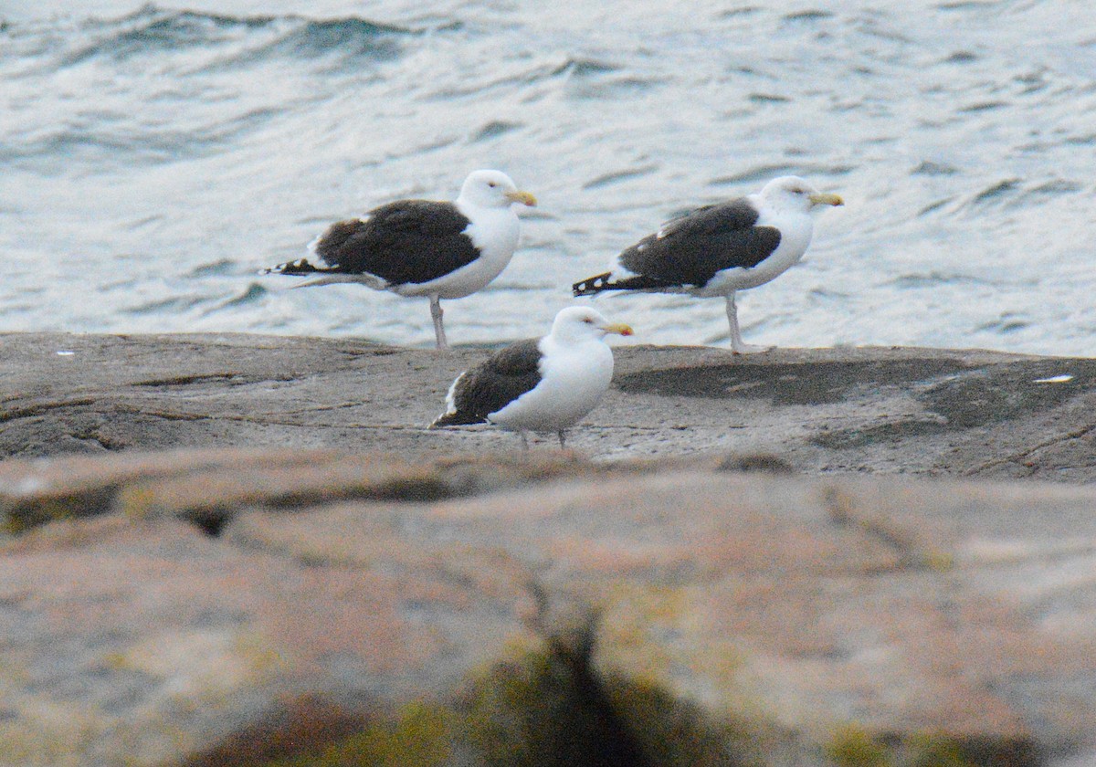 Great Black-backed Gull - ML645855144