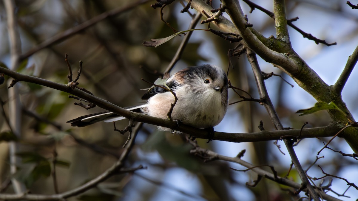 Schwanzmeise - ML645855150