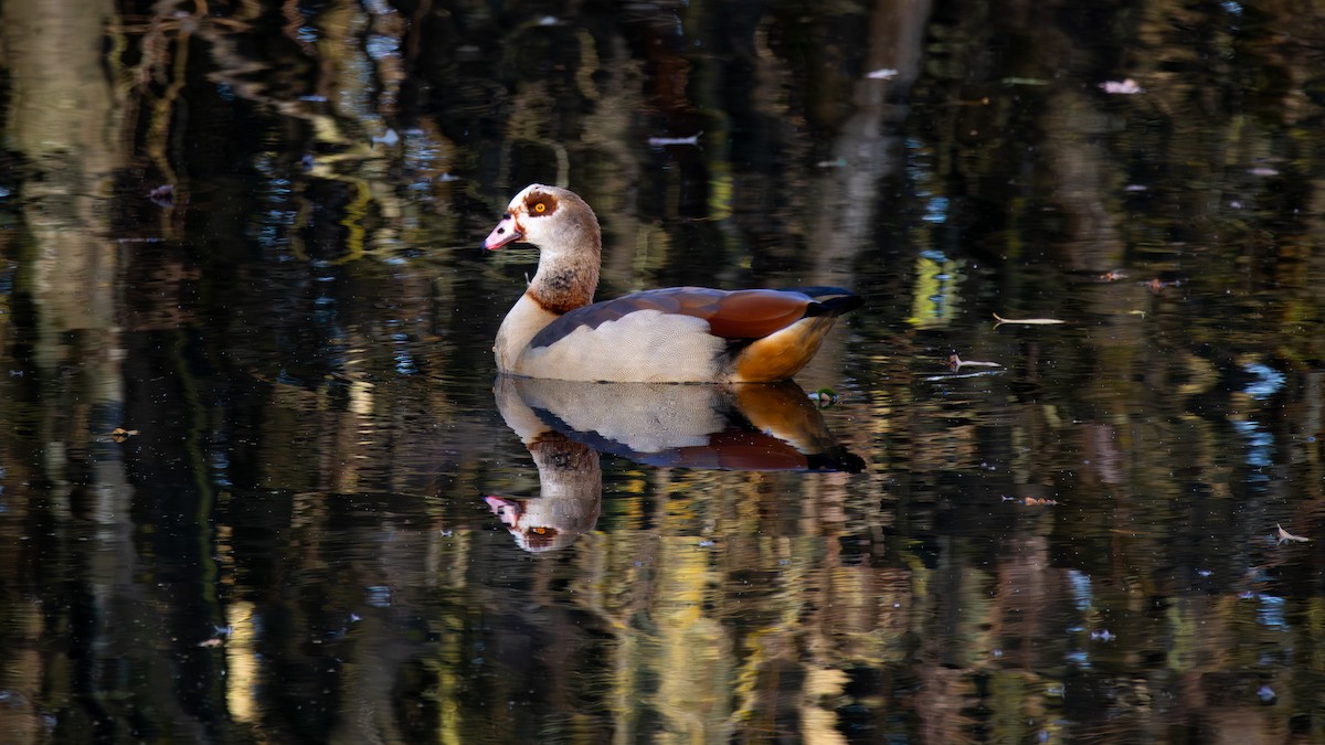 Nilgans - ML645855152