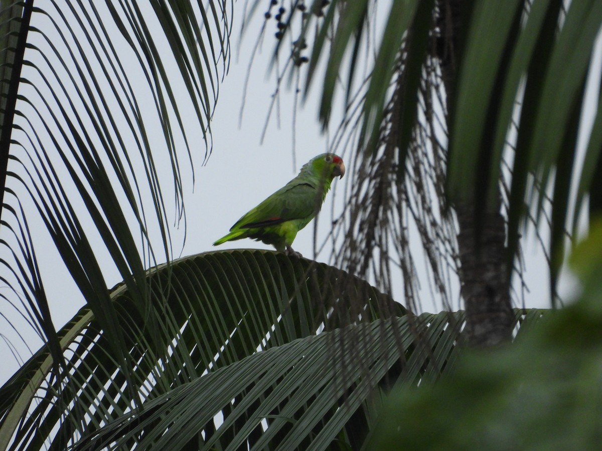 Red-lored Amazon - ML645855158