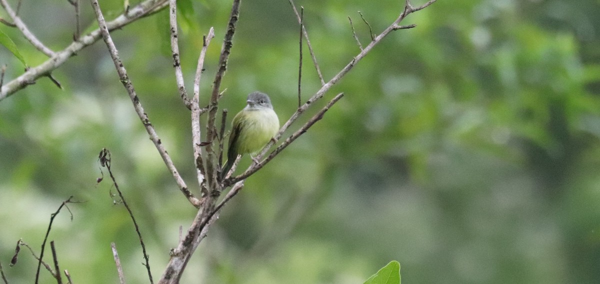 Yellow-olive Flatbill - ML645855163