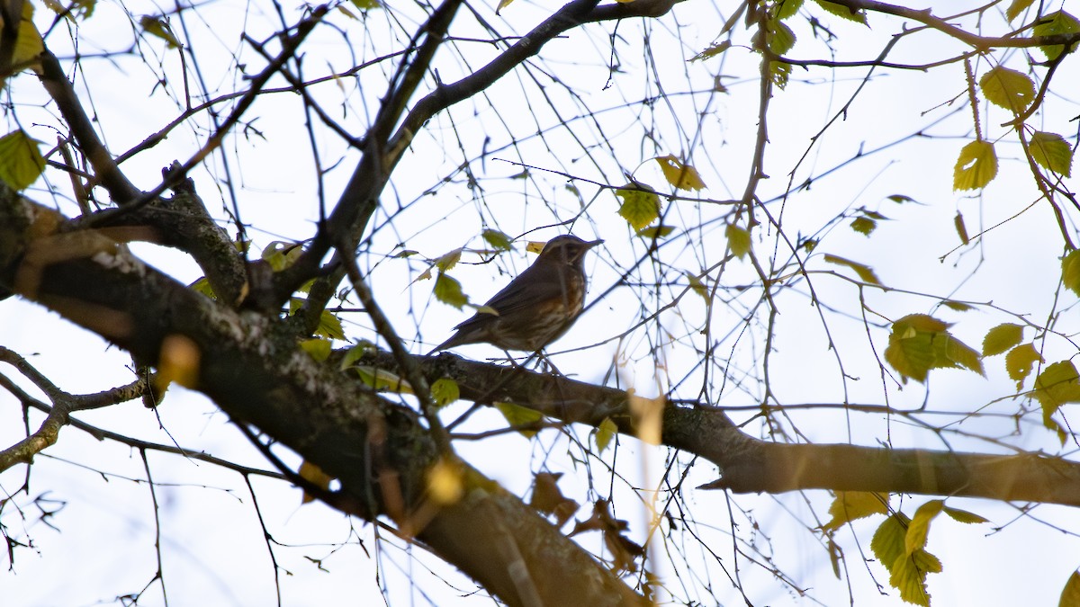 Rotdrossel - ML645855164