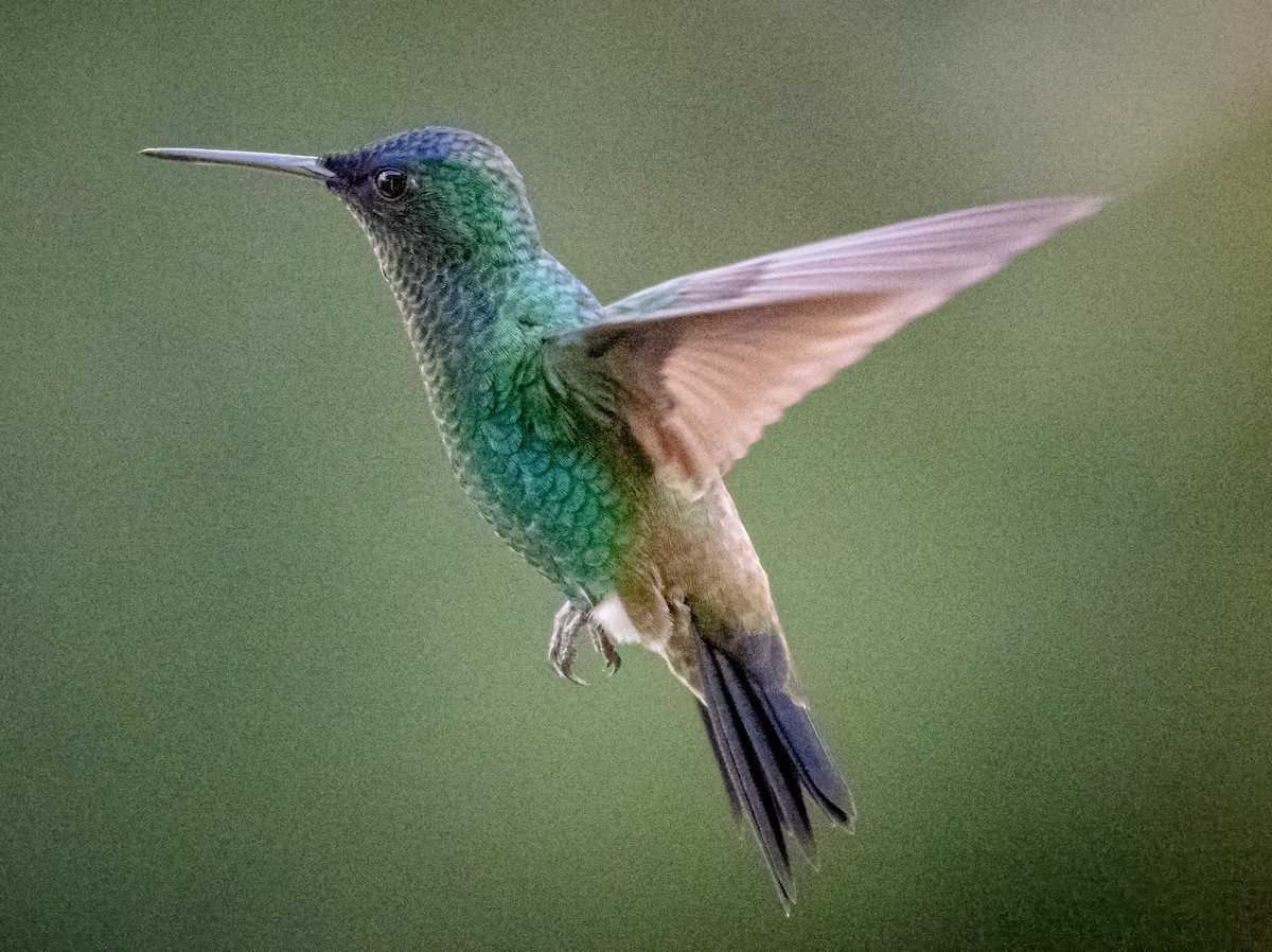 kolibřík indigovohlavý - ML645855167