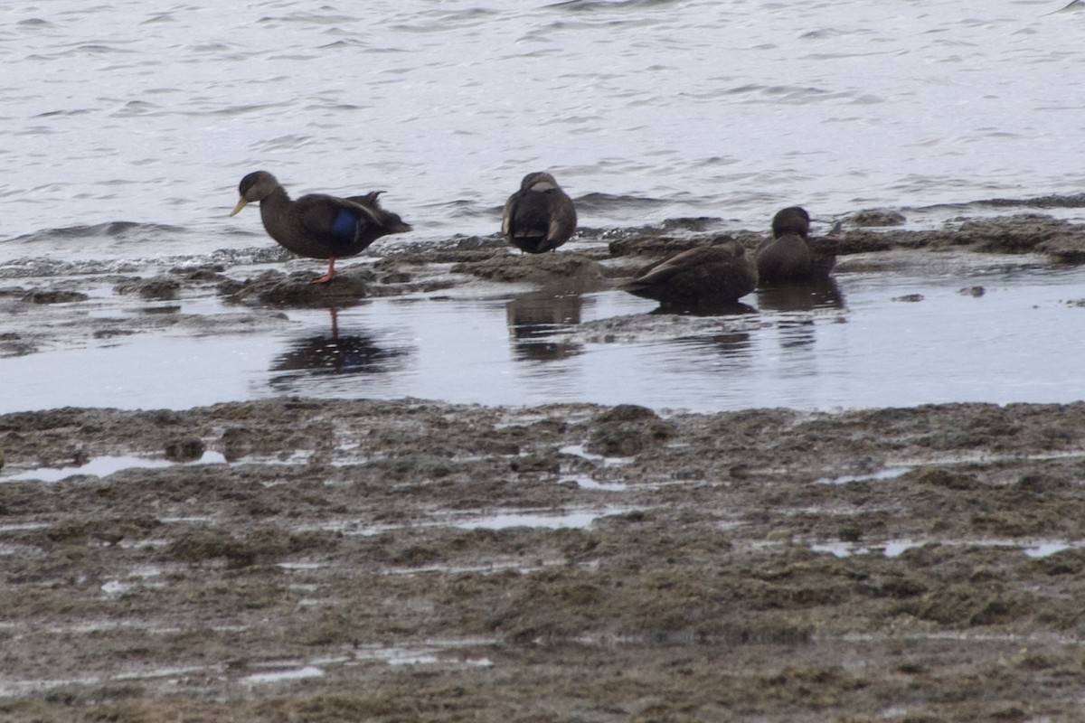 rødfotand - ML645855168