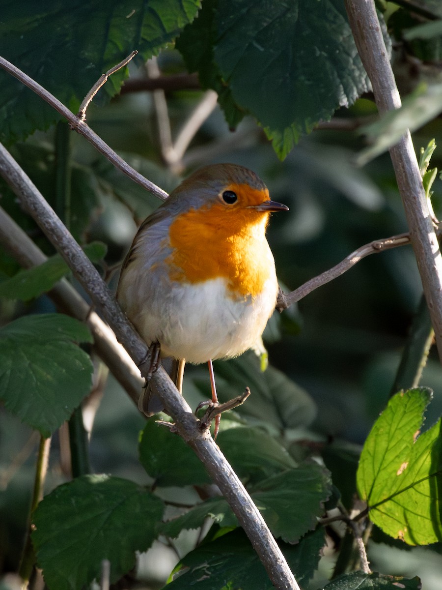 Rotkehlchen - ML645855170