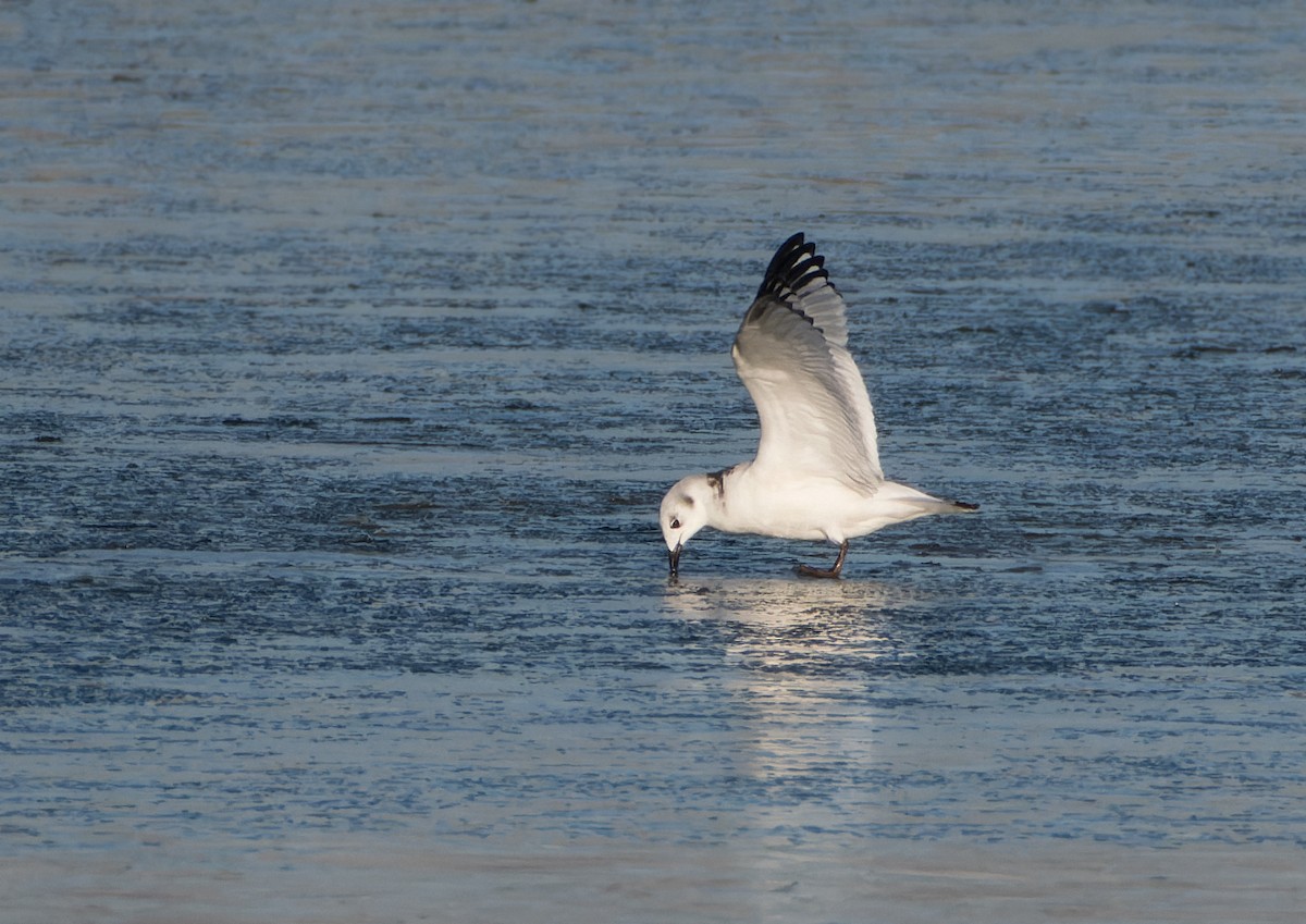 Kara Ayaklı Martı - ML645855174