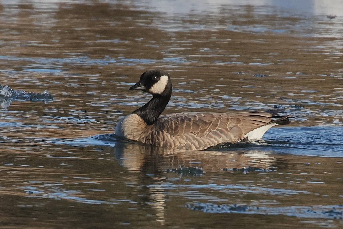 Канад галуу - ML645855178