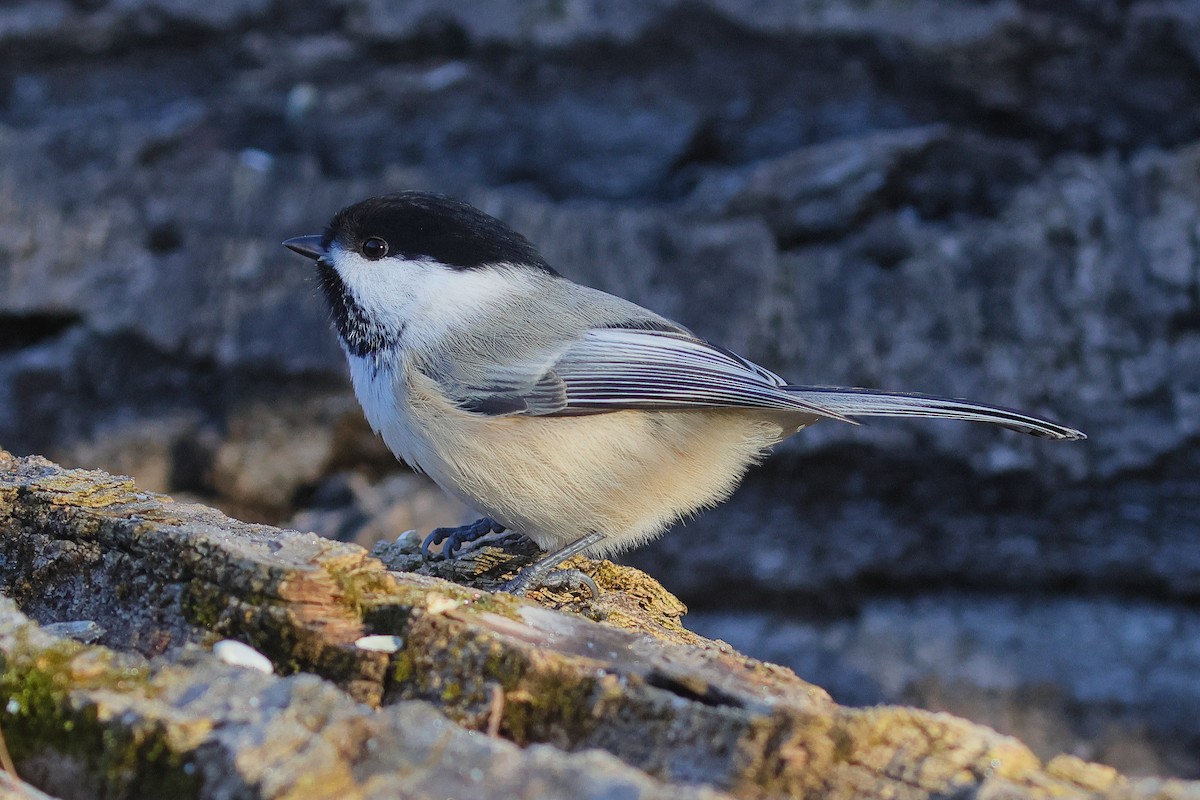 Black-capped Chickadee - ML645855181