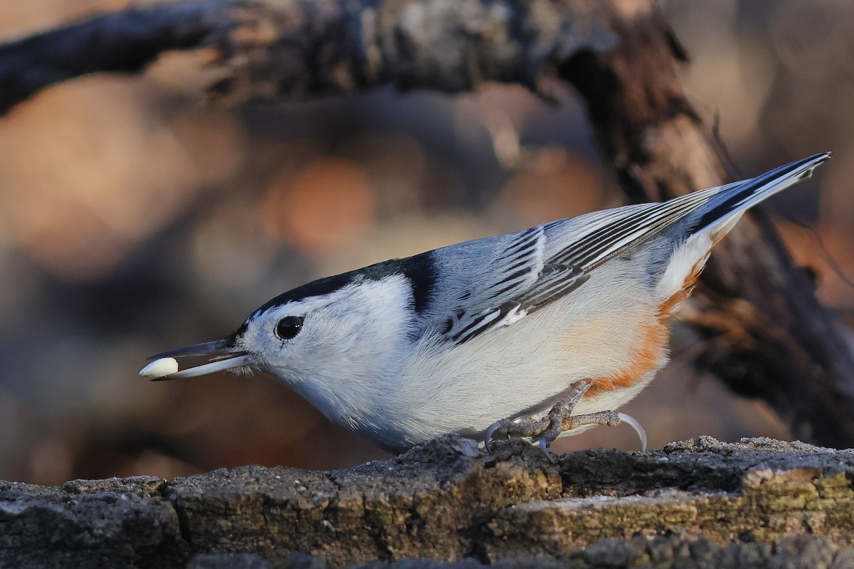 White-breasted Nuthatch - ML645855187