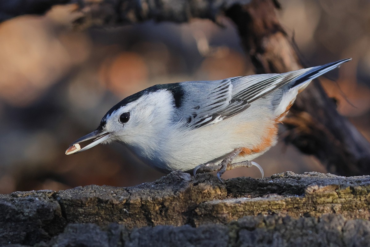 White-breasted Nuthatch - ML645855188