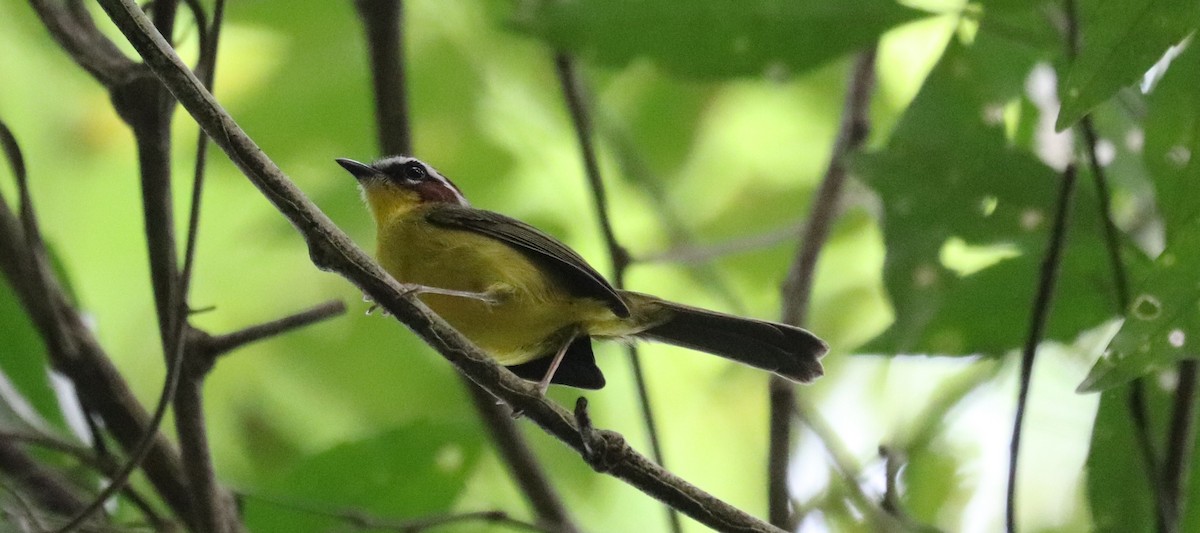 Chestnut-capped Warbler - ML645855197