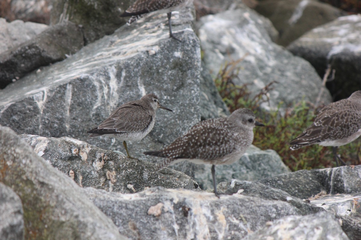 jespák rezavý - ML645855214