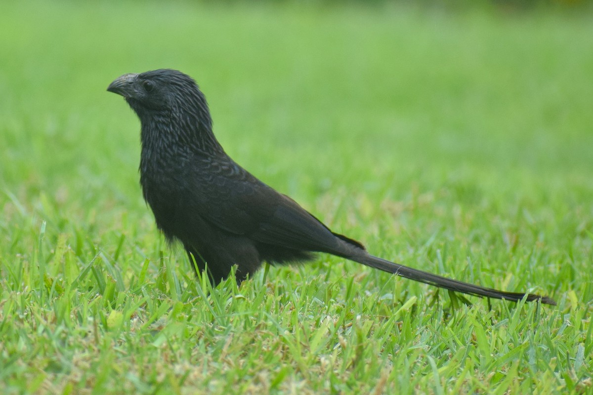 Groove-billed Ani - ML645855236