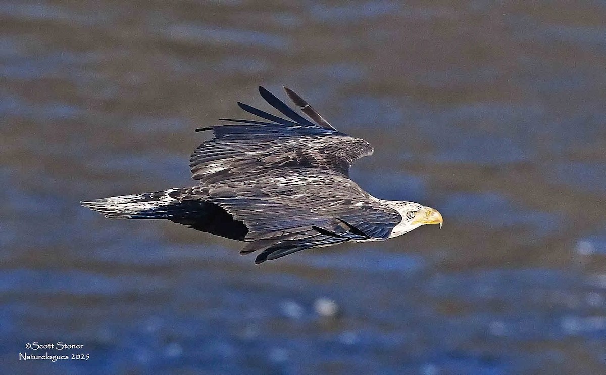 Bald Eagle - ML645855238