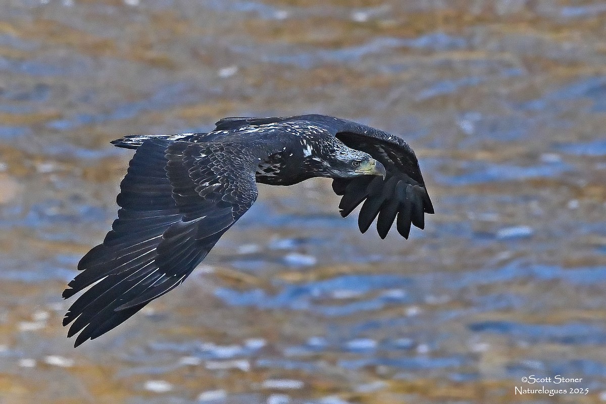 Bald Eagle - ML645855239