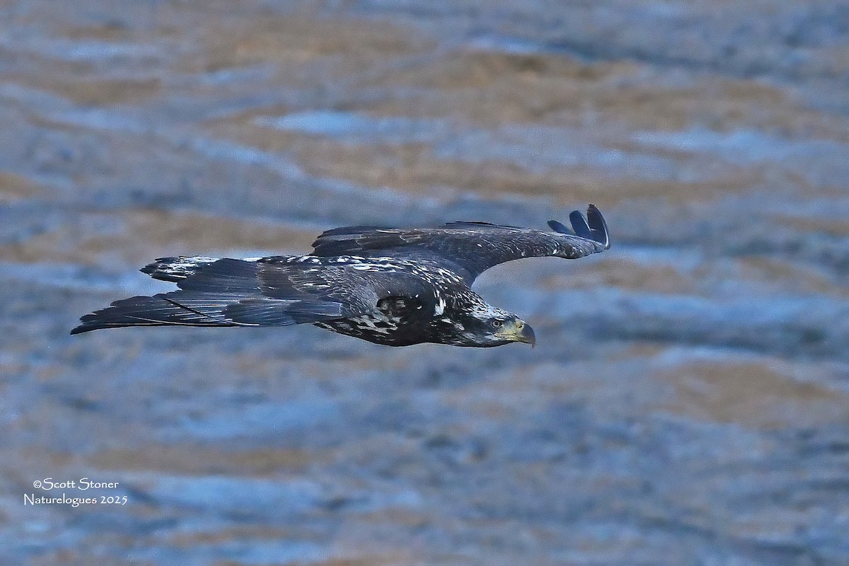 Bald Eagle - ML645855240