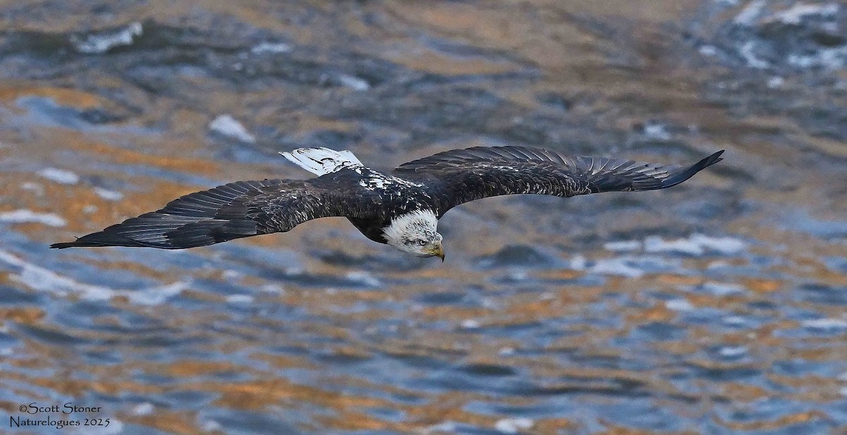 Bald Eagle - ML645855241