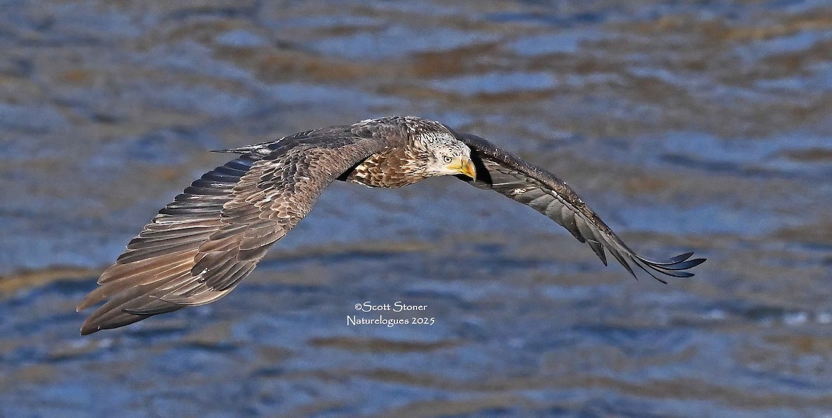 Bald Eagle - ML645855242