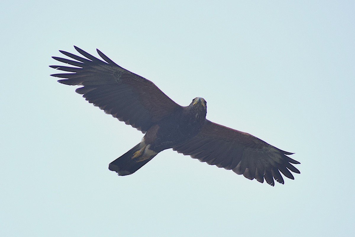 Harris's Hawk (Harris's) - ML645855243