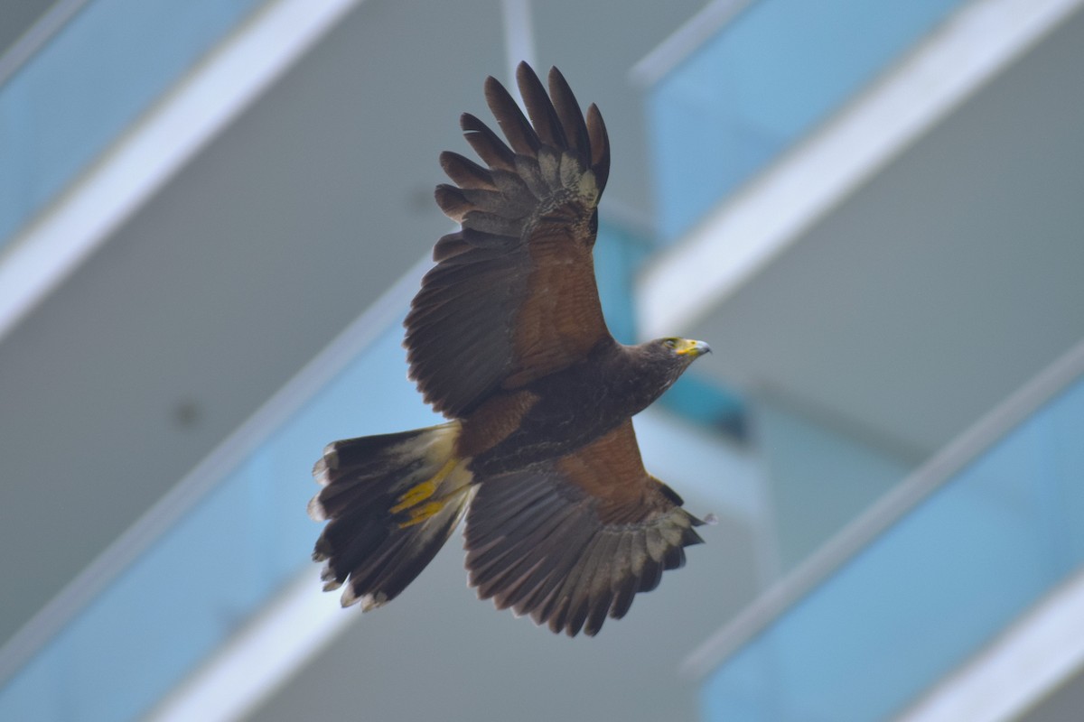 Harris's Hawk (Harris's) - ML645855244