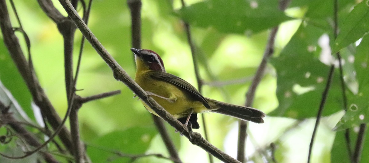 Chestnut-capped Warbler - ML645855248