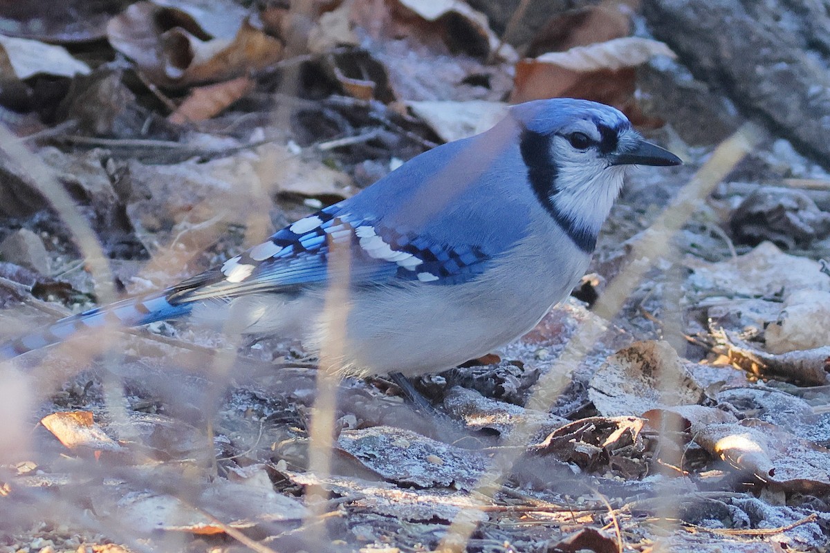 Blue Jay - ML645855250