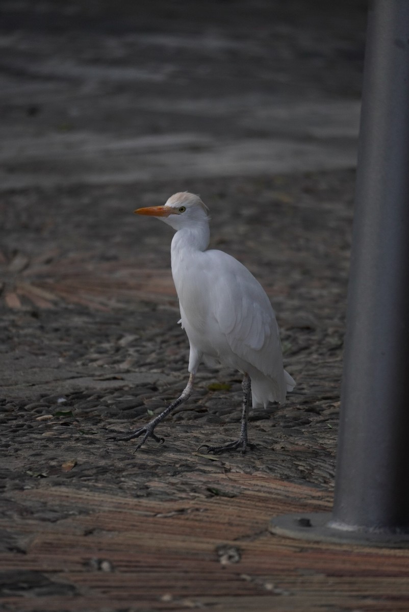 Western Cattle-Egret - ML645855252