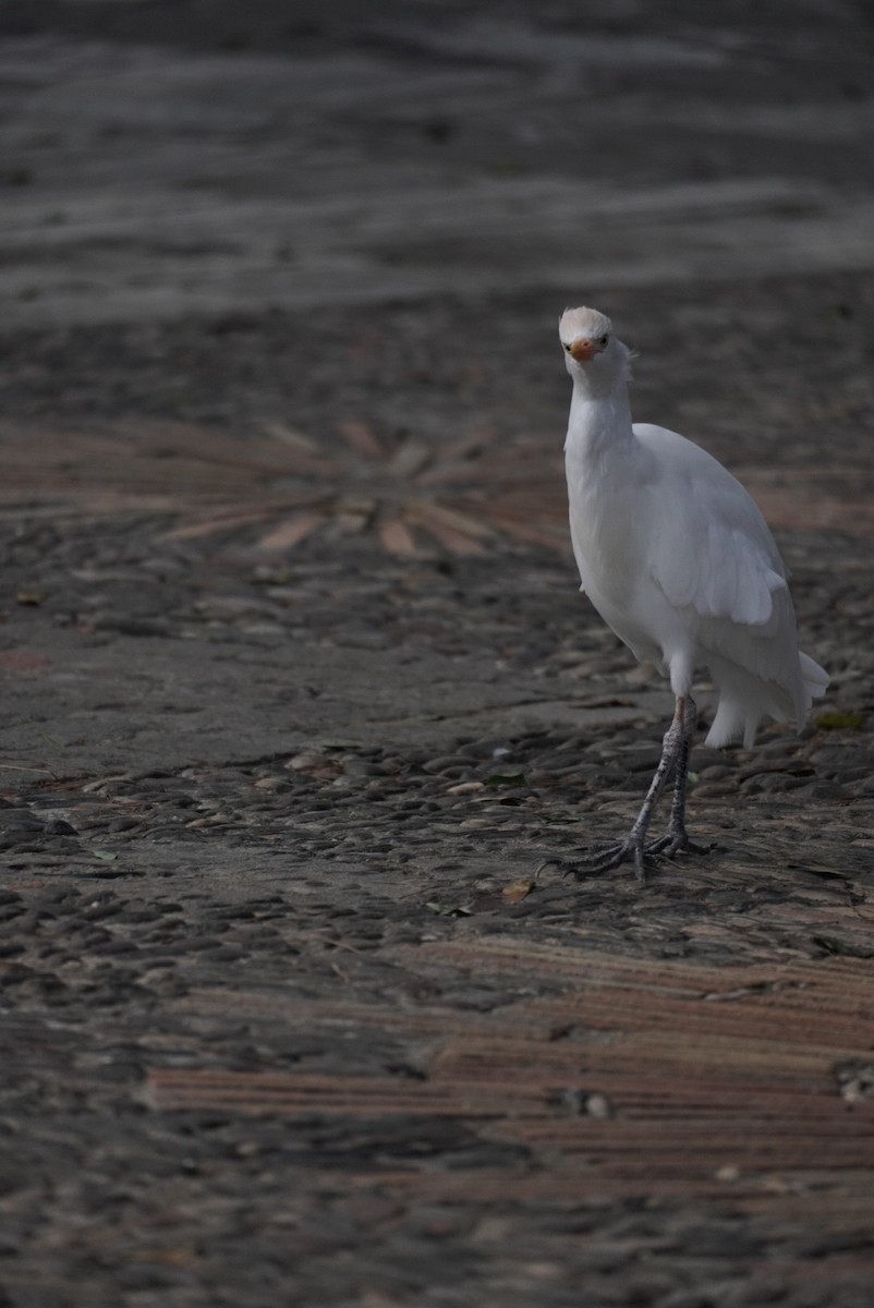Western Cattle-Egret - ML645855253