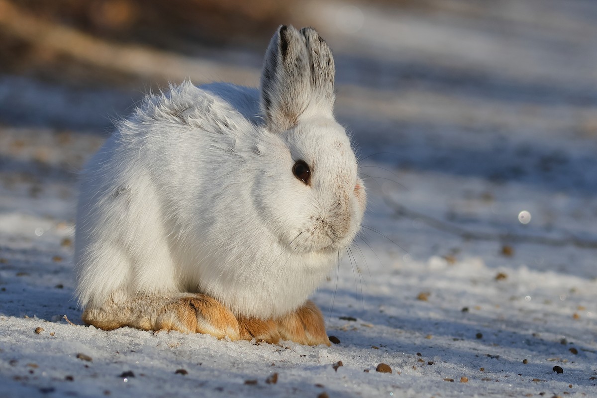 Snowshoe Hare - ML645855254