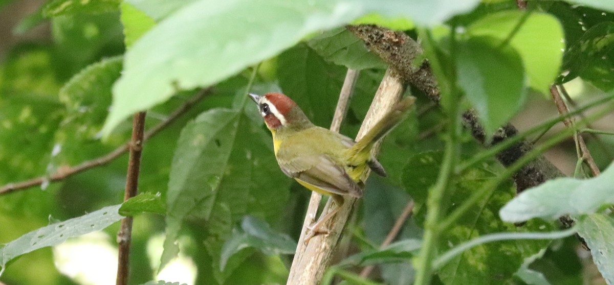 Chestnut-capped Warbler - ML645855261