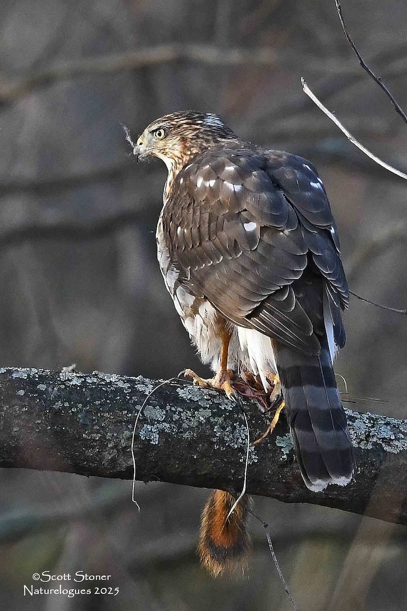 Cooper's Hawk - ML645855264