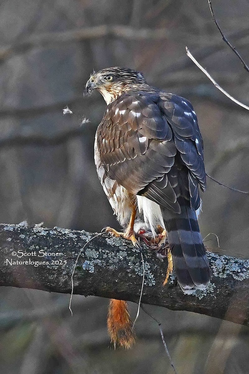 Cooper's Hawk - ML645855265